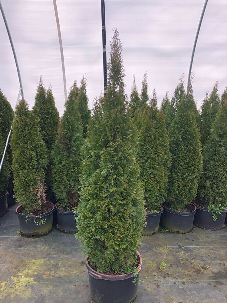 thuja-occidentalis-smaragd-arborvitae-emerald-green-false-white-cedar