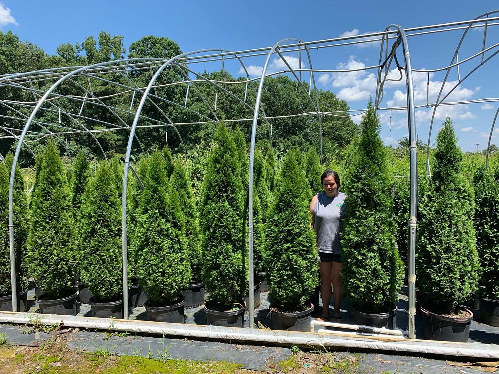 thuja-occidentalis-smaragd-arborvitae-emerald-green-false-white-cedar