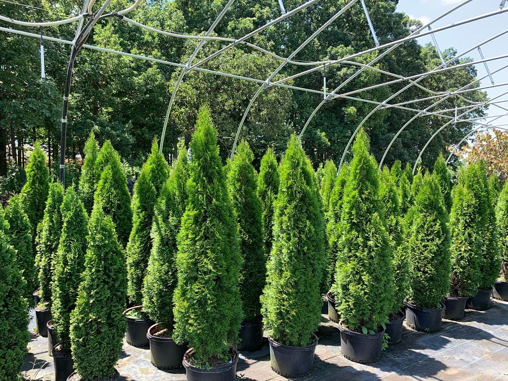 thuja-occidentalis-smaragd-arborvitae-emerald-green-false-white-cedar