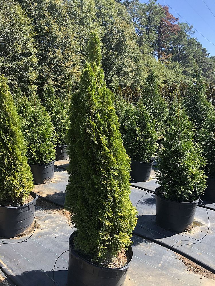 thuja-occidentalis-smaragd-arborvitae-emerald-green-false-white-cedar