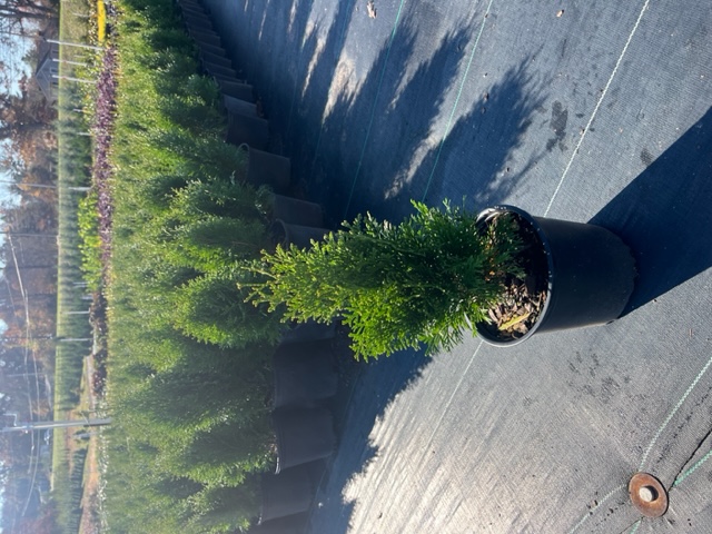 thuja-occidentalis-smaragd-arborvitae-emerald-green-false-white-cedar