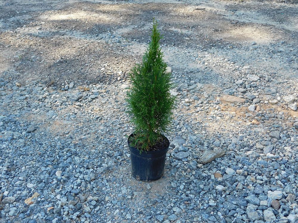thuja-occidentalis-smaragd-arborvitae-emerald-green-false-white-cedar