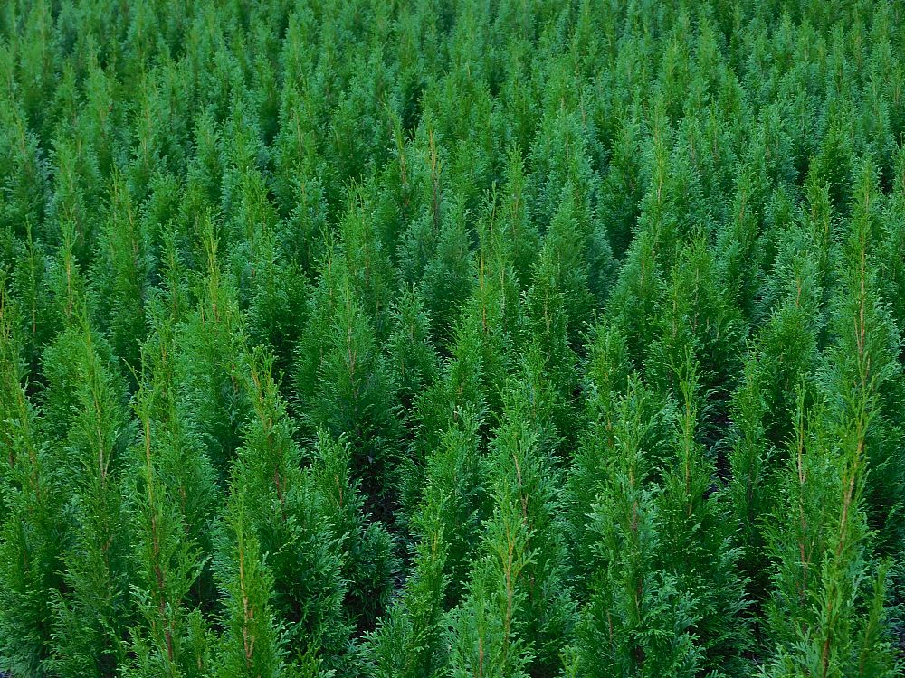 thuja-occidentalis-smaragd-arborvitae-emerald-green-false-white-cedar