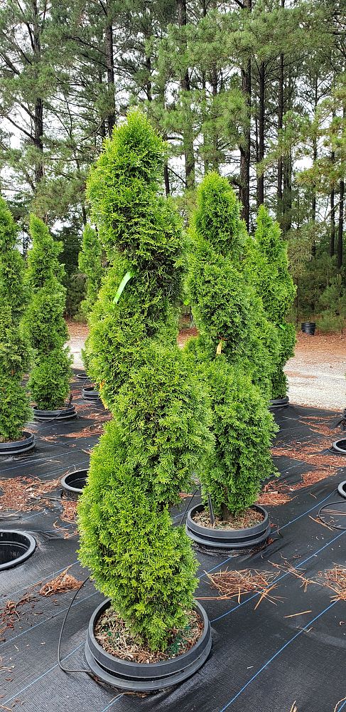 thuja-occidentalis-smaragd-arborvitae-emerald-green-false-white-cedar