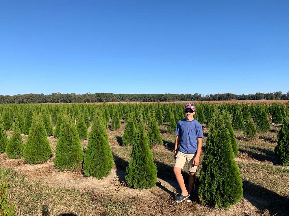 thuja-occidentalis-smaragd-arborvitae-emerald-green-false-white-cedar