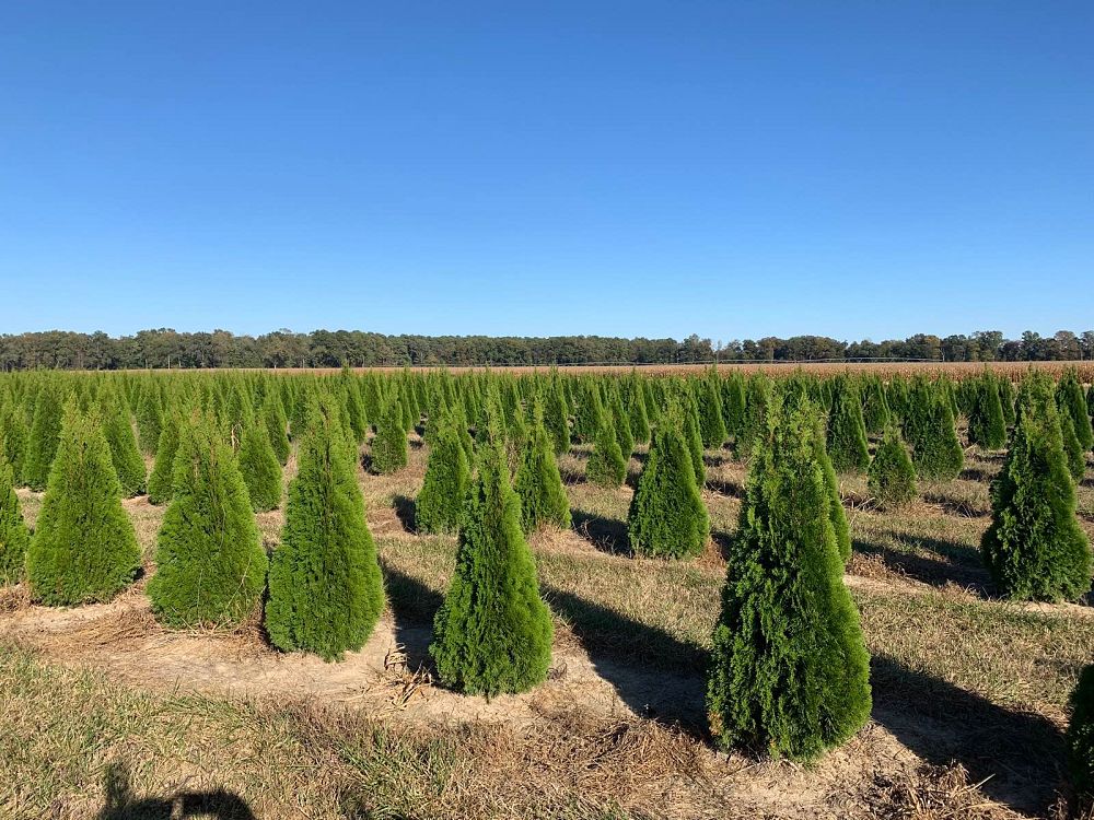 thuja-occidentalis-smaragd-arborvitae-emerald-green-false-white-cedar