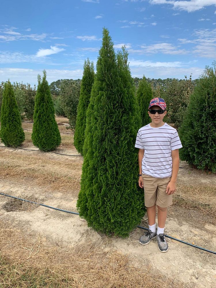 thuja-occidentalis-smaragd-arborvitae-emerald-green-false-white-cedar