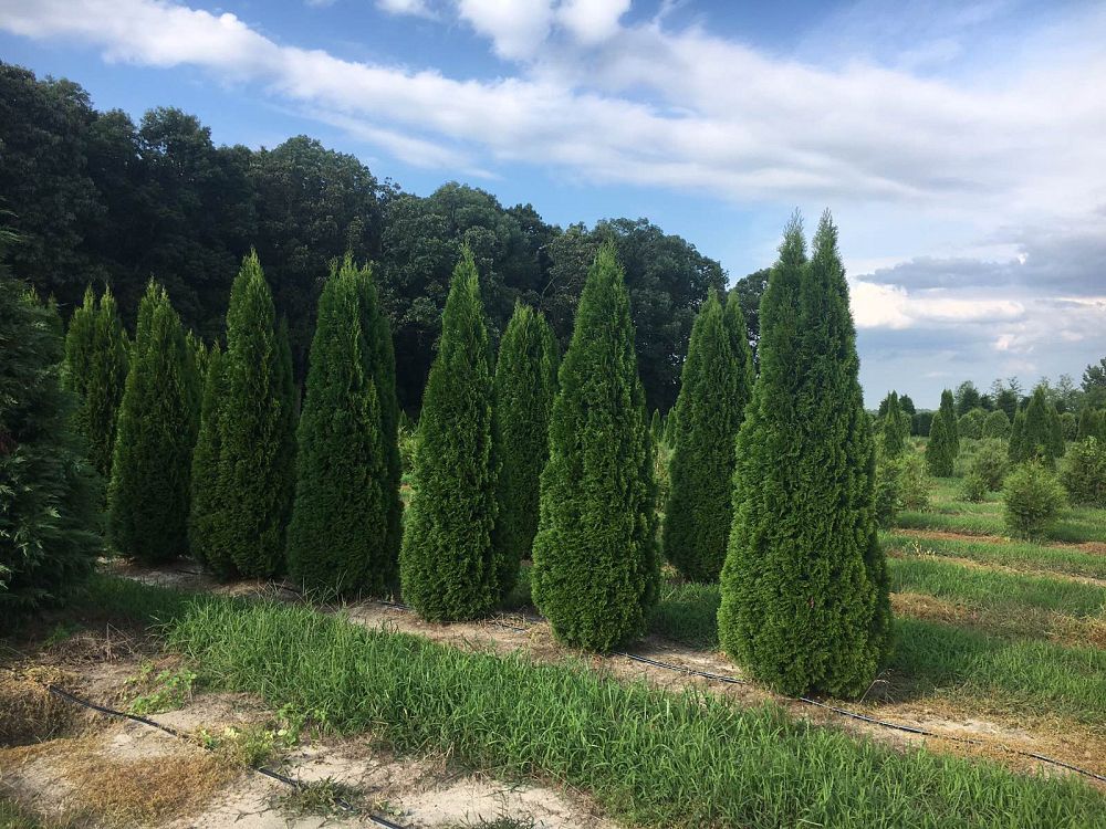 thuja-occidentalis-smaragd-arborvitae-emerald-green-false-white-cedar