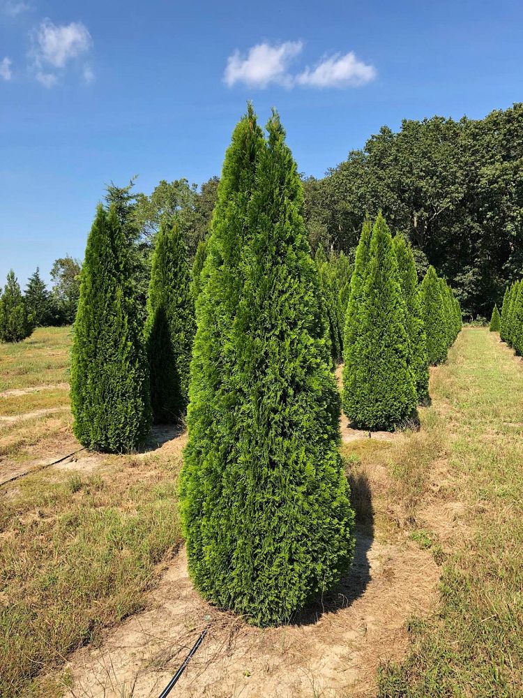 thuja-occidentalis-smaragd-arborvitae-emerald-green-false-white-cedar