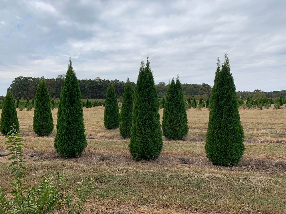 thuja-occidentalis-smaragd-arborvitae-emerald-green-false-white-cedar