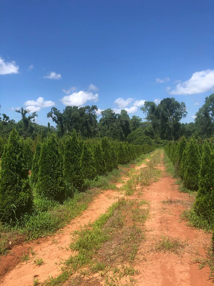 thuja-occidentalis-smaragd-arborvitae-emerald-green-false-white-cedar