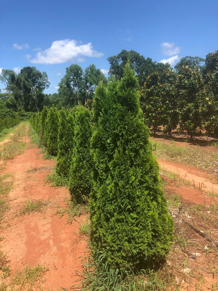 thuja-occidentalis-smaragd-arborvitae-emerald-green-false-white-cedar