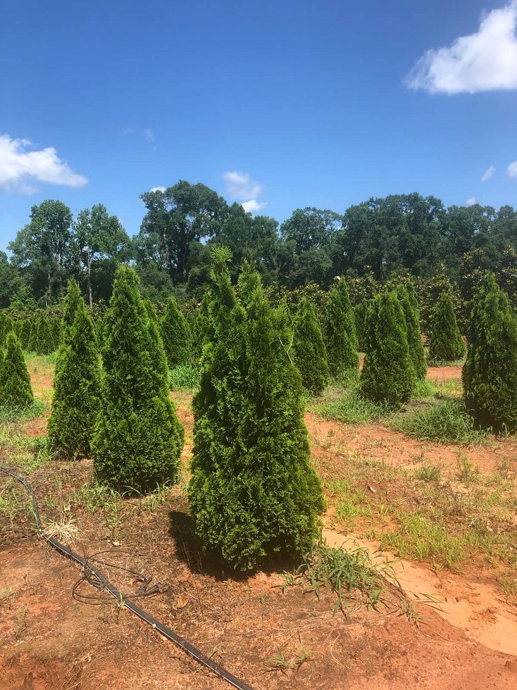 thuja-occidentalis-smaragd-arborvitae-emerald-green-false-white-cedar
