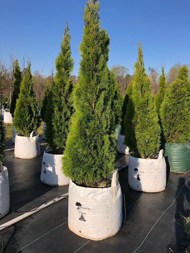 thuja-occidentalis-smaragd-arborvitae-emerald-green-false-white-cedar