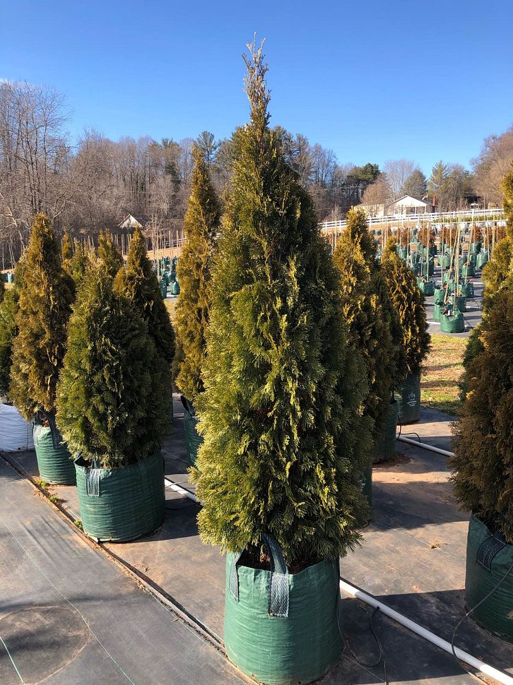 thuja-occidentalis-smaragd-arborvitae-emerald-green-false-white-cedar