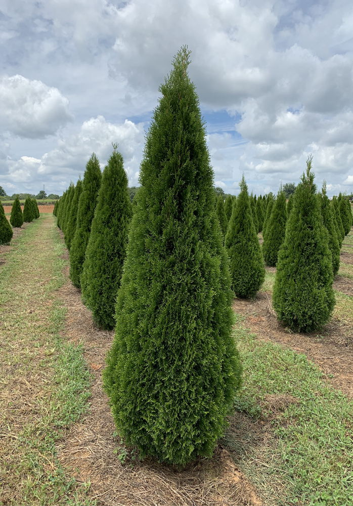 thuja-occidentalis-smaragd-arborvitae-emerald-green-false-white-cedar