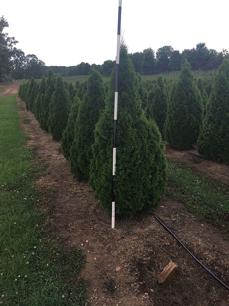 thuja-occidentalis-smaragd-arborvitae-emerald-green-false-white-cedar
