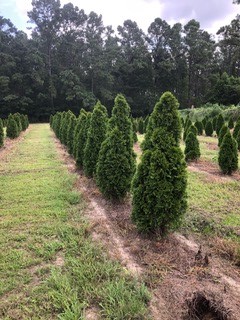thuja-occidentalis-smaragd-arborvitae-emerald-green-false-white-cedar