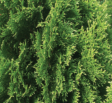 thuja-occidentalis-smaragd-arborvitae-emerald-green-false-white-cedar
