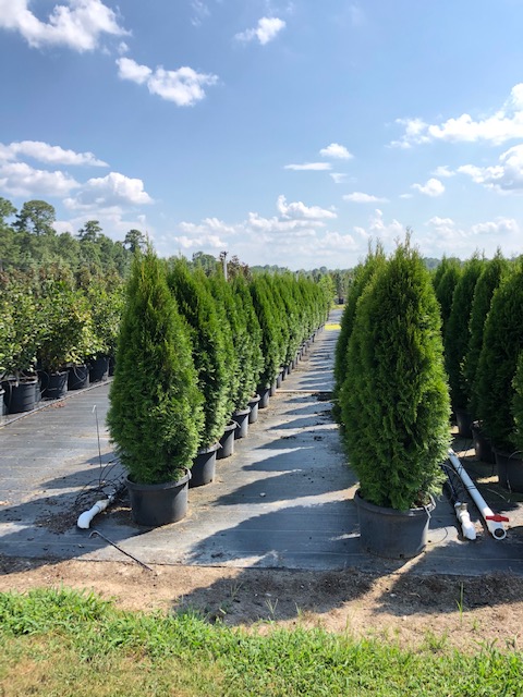 thuja-occidentalis-smaragd-arborvitae-emerald-green-false-white-cedar
