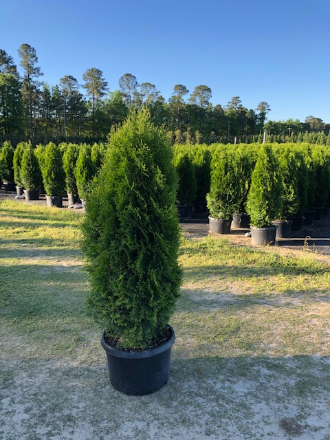 thuja-occidentalis-smaragd-arborvitae-emerald-green-false-white-cedar