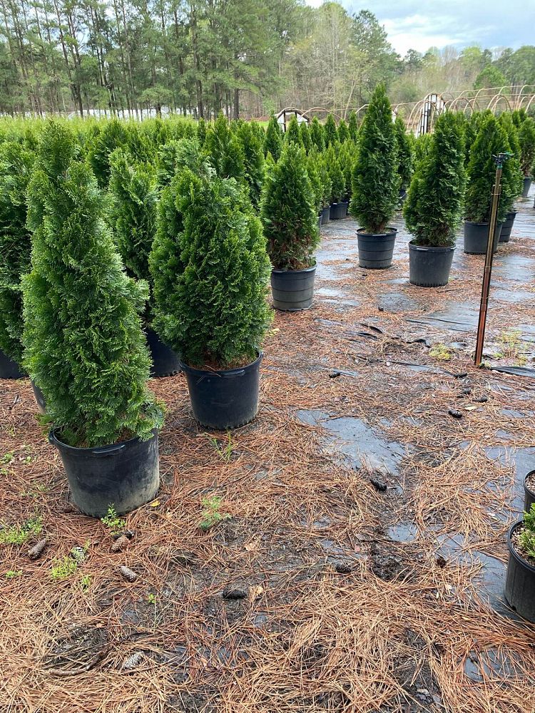 thuja-occidentalis-smaragd-arborvitae-emerald-green-false-white-cedar