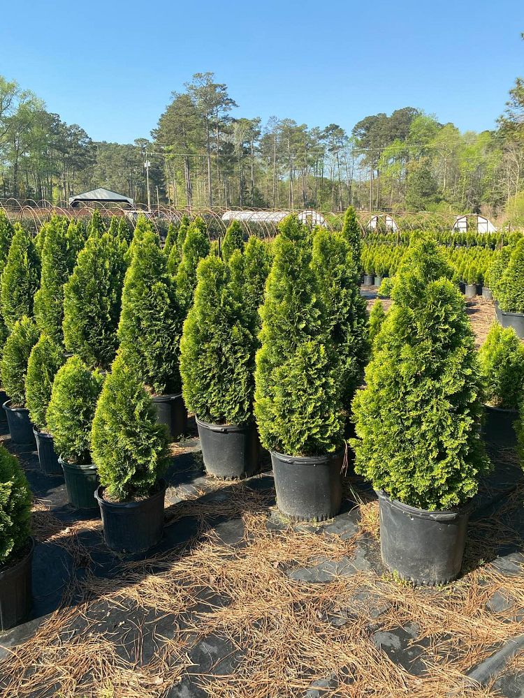 thuja-occidentalis-smaragd-arborvitae-emerald-green-false-white-cedar