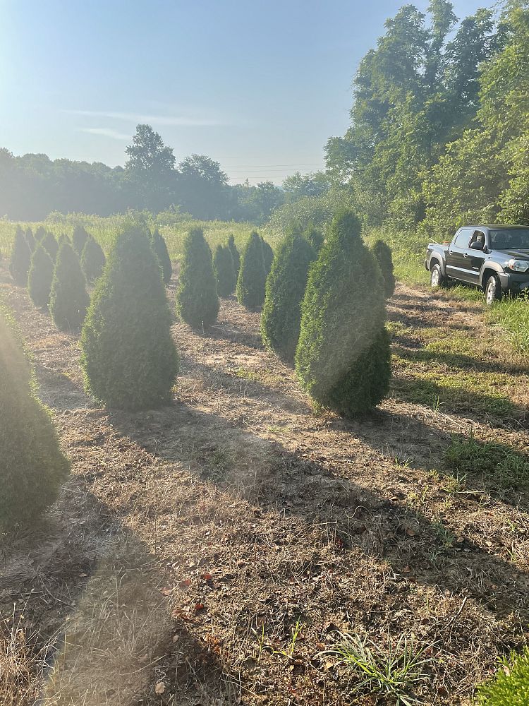 thuja-occidentalis-smaragd-arborvitae-emerald-green-false-white-cedar