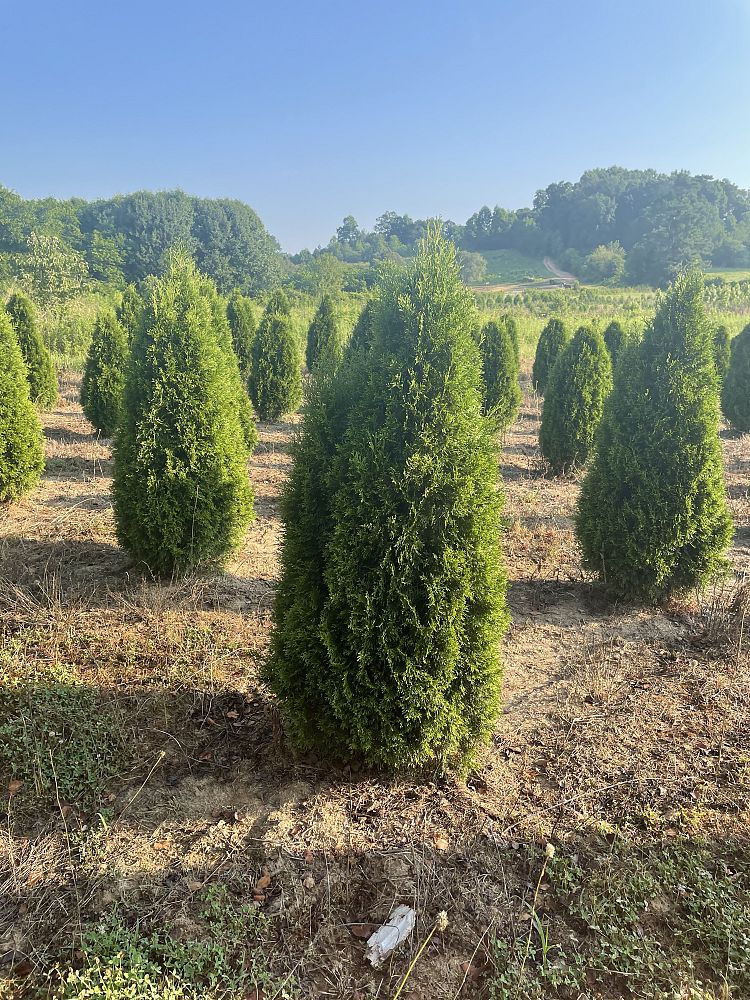 thuja-occidentalis-smaragd-arborvitae-emerald-green-false-white-cedar