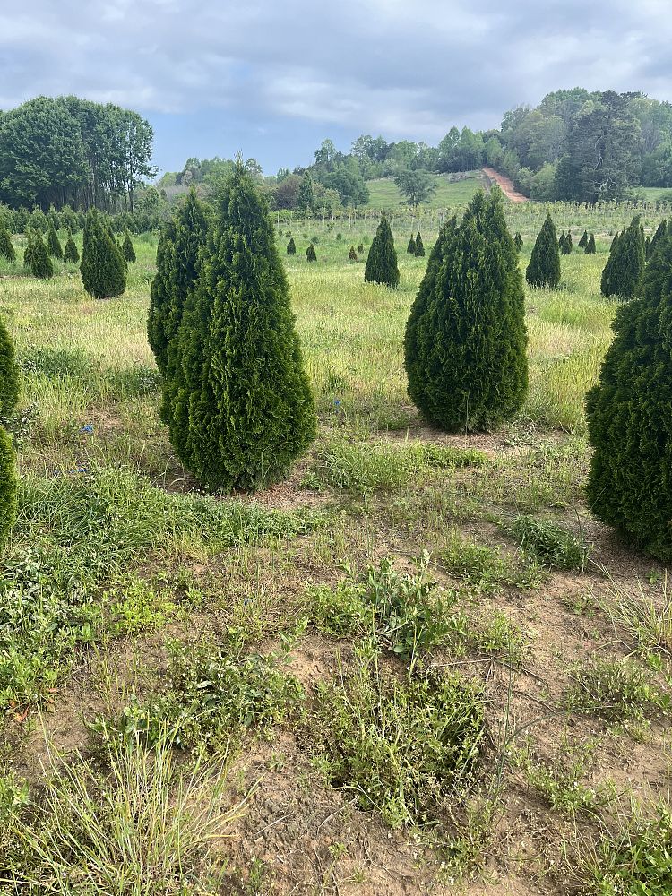 thuja-occidentalis-smaragd-arborvitae-emerald-green-false-white-cedar