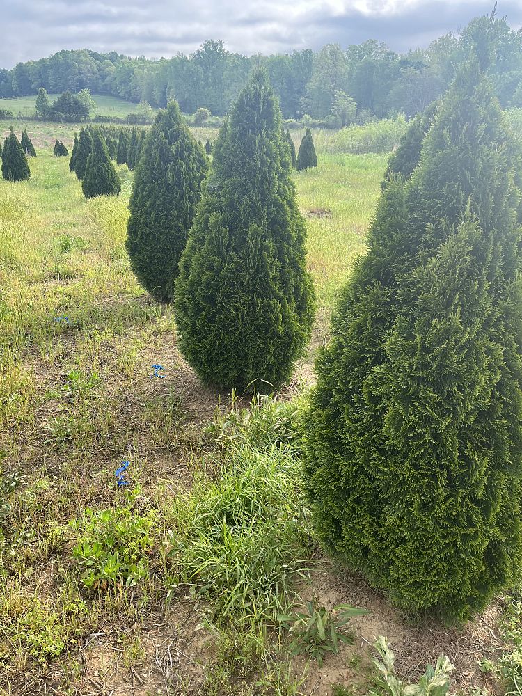 thuja-occidentalis-smaragd-arborvitae-emerald-green-false-white-cedar