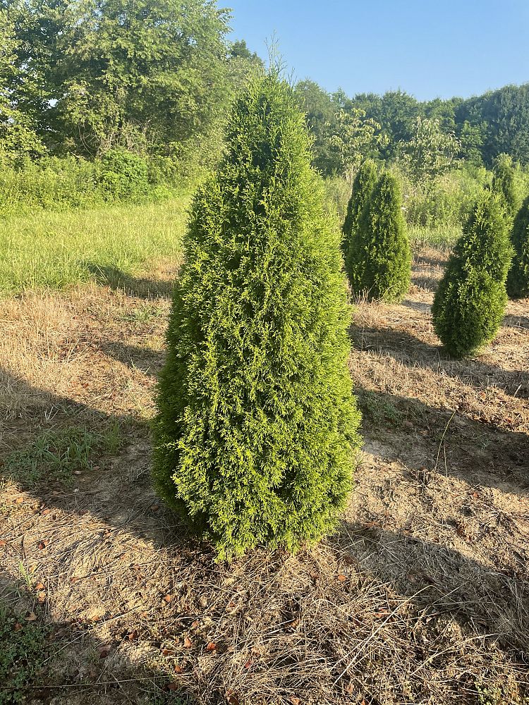 thuja-occidentalis-smaragd-arborvitae-emerald-green-false-white-cedar