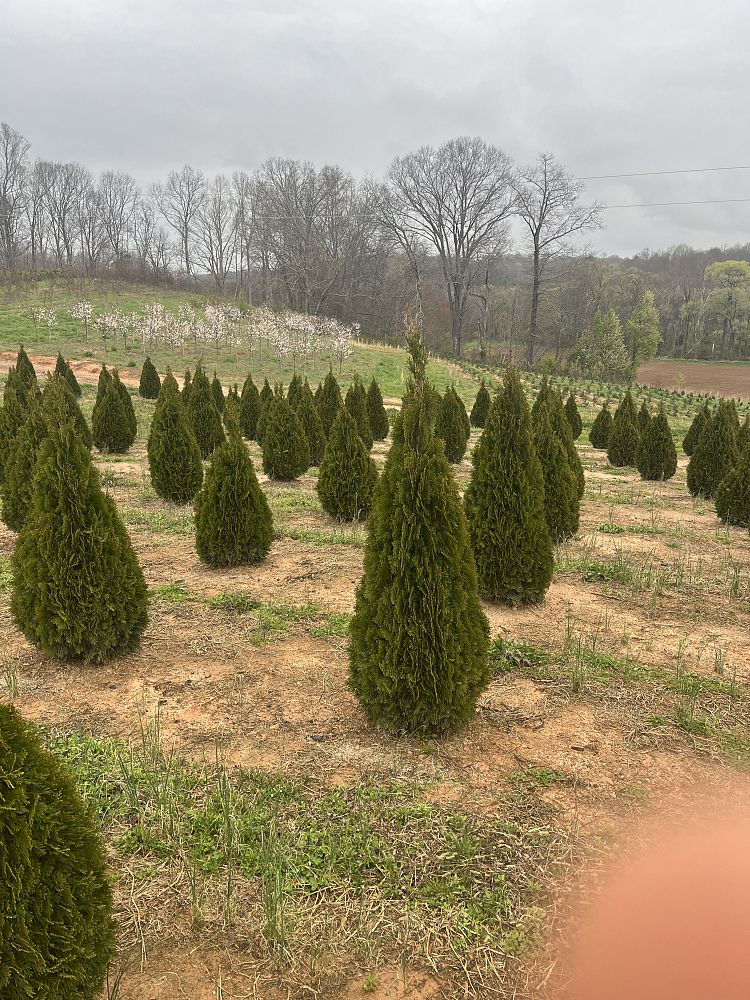 thuja-occidentalis-smaragd-arborvitae-emerald-green-false-white-cedar