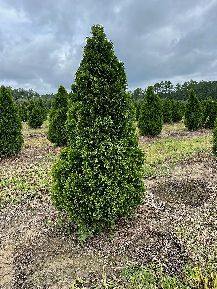 thuja-occidentalis-smaragd-arborvitae-emerald-green-false-white-cedar