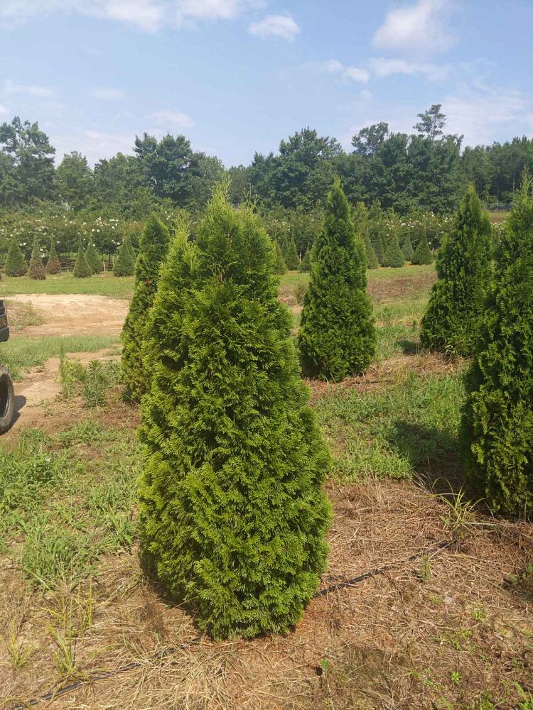 thuja-occidentalis-smaragd-arborvitae-emerald-green-false-white-cedar