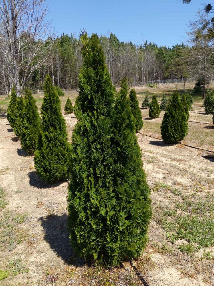 thuja-occidentalis-smaragd-arborvitae-emerald-green-false-white-cedar