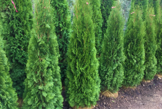thuja-occidentalis-smaragd-arborvitae-emerald-green-false-white-cedar