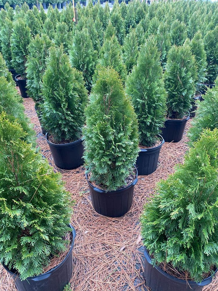 thuja-occidentalis-smaragd-arborvitae-emerald-green-false-white-cedar