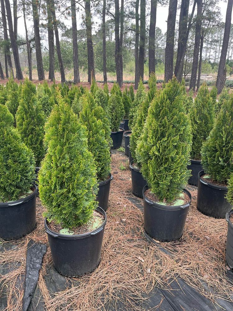 thuja-occidentalis-smaragd-arborvitae-emerald-green-false-white-cedar