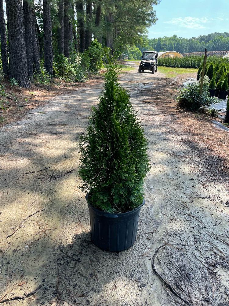 thuja-occidentalis-smaragd-arborvitae-emerald-green-false-white-cedar