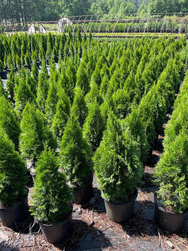 thuja-occidentalis-smaragd-arborvitae-emerald-green-false-white-cedar