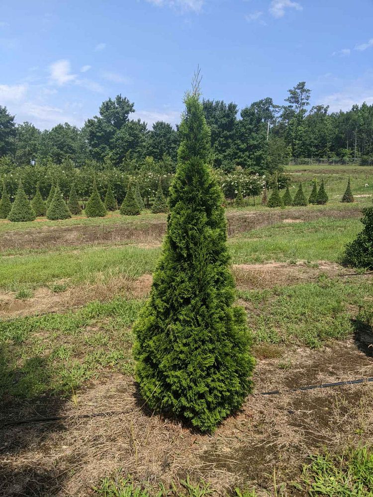 thuja-occidentalis-smaragd-arborvitae-emerald-green-false-white-cedar