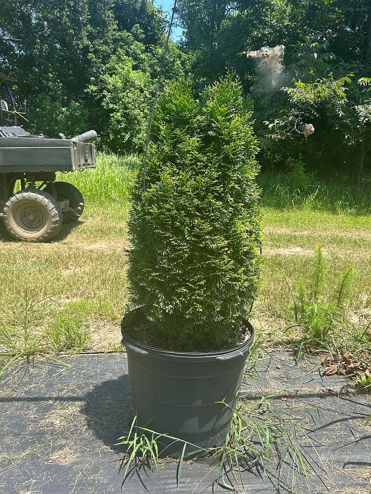 thuja-occidentalis-smaragd-arborvitae-emerald-green-false-white-cedar