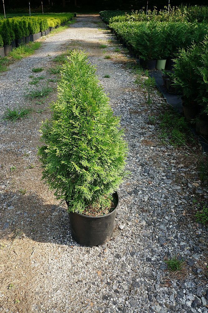 thuja-occidentalis-smaragd-arborvitae-emerald-green-false-white-cedar