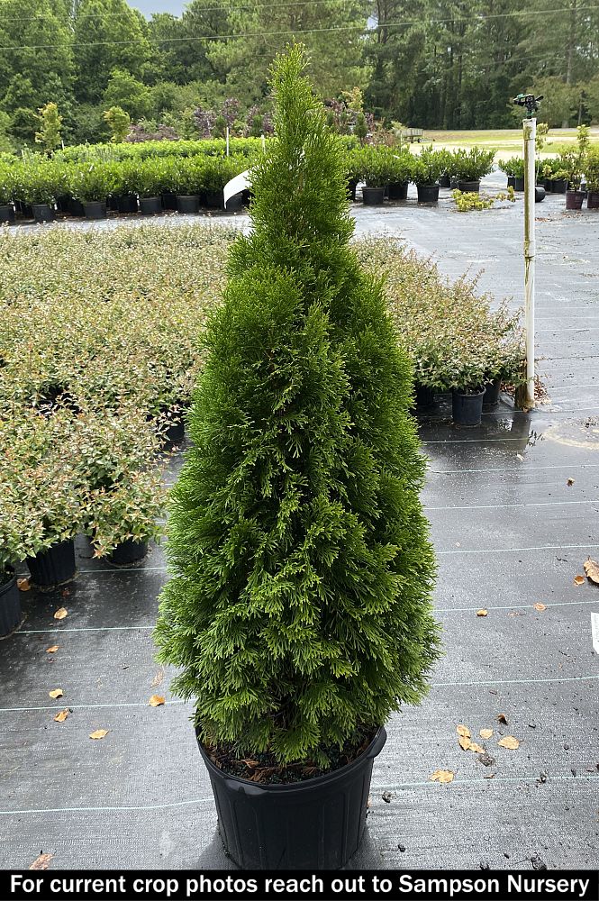 thuja-occidentalis-smaragd-arborvitae-emerald-green-false-white-cedar