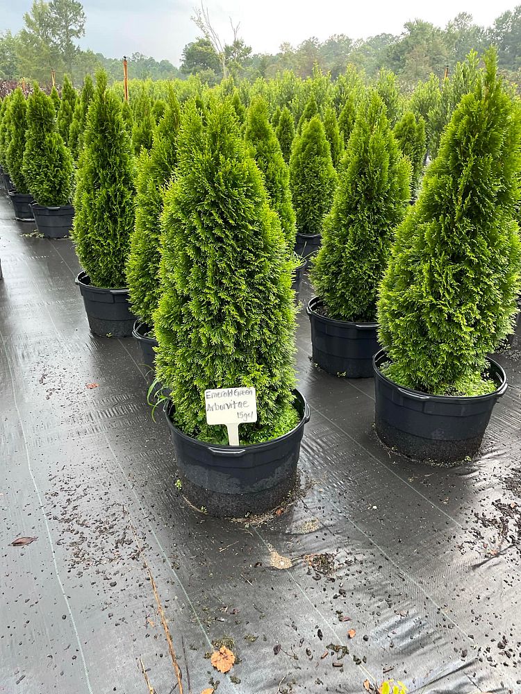 thuja-occidentalis-smaragd-arborvitae-emerald-green-false-white-cedar
