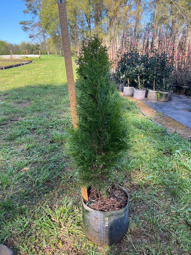 thuja-occidentalis-smaragd-arborvitae-emerald-green-false-white-cedar