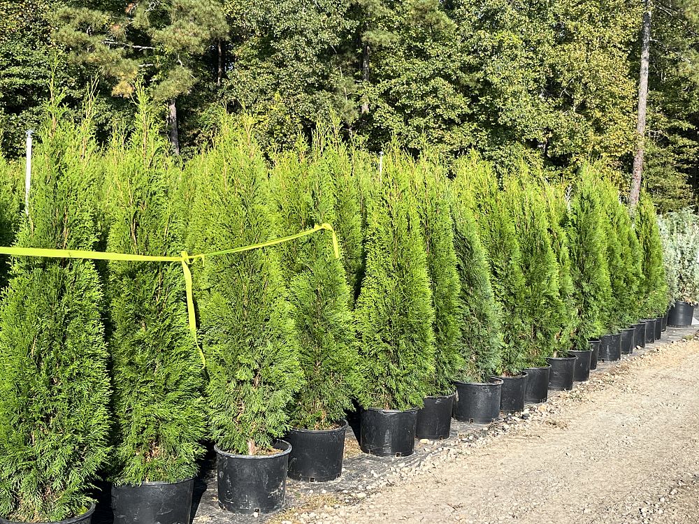 thuja-occidentalis-smaragd-arborvitae-emerald-green-false-white-cedar