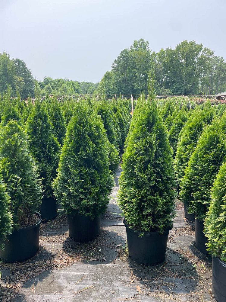 thuja-occidentalis-smaragd-arborvitae-emerald-green-false-white-cedar