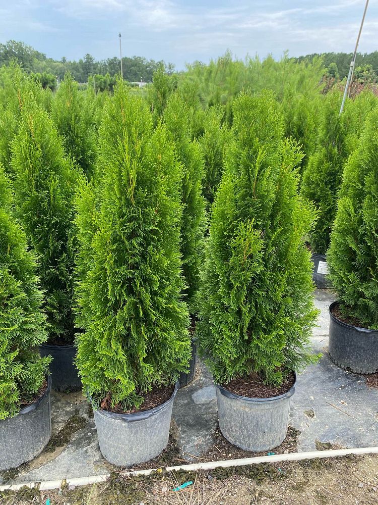 thuja-occidentalis-smaragd-arborvitae-emerald-green-false-white-cedar
